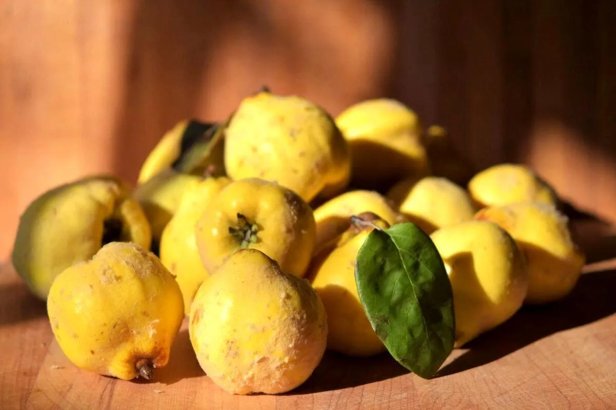  به و خواص شگفت انگیز این میوهCydonia oblonga
مجموعه تولیدی سیدوس ,تولید کننده گلدان پلاستیکی سیدوس ,بیش از 120نوع, اعم از گلدان استوانه ای پلاستیکی سیدوس,گلدان الماسی پلاستیکی سیدوس,گلدان مربعی پلاستیکی,گلدان مثلثی پلاستیکی,گلدان گرد پلاستیکی ,باکس مستطیلی,در اندازه های کاکتوسی تا درختچه ای