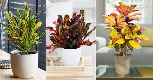 گیاه آپارتمانی کروتن پرتقالیOrange Croton Houseplant
مجموعه تولیدی سیدوس ,تولید کننده گلدان پلاستیکی سیدوس ,بیش از 120نوع, اعم از گلدان استوانه ای پلاستیکی سیدوس,گلدان الماسی پلاستیکی سیدوس,گلدان مربعی پلاستیکی,گلدان مثلثی پلاستیکی,گلدان گرد پلاستیکی ,باکس مستطیلی,در اندازه های کاکتوسی تا درختچه ای