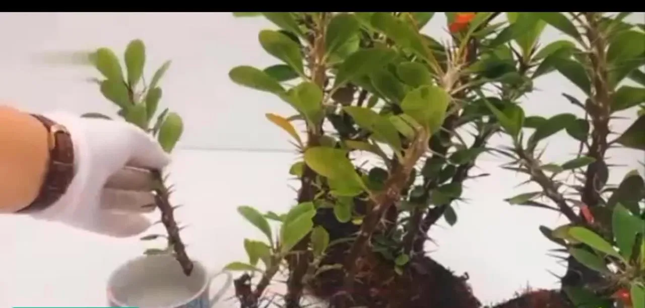 گل افوربیا میلی Euphorbia_Milii_flowers