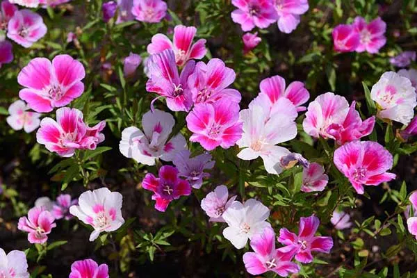گل ریحانی با نام علمی (Clarkia grandiflora)مجموعه تولیدی سیدوس تولید کننده گلدان پلاستیکی سیدوس