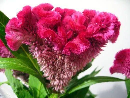 Celosia argentea Olympia Seriesتاج خروس در گلدان پلاستیکی سیدوس