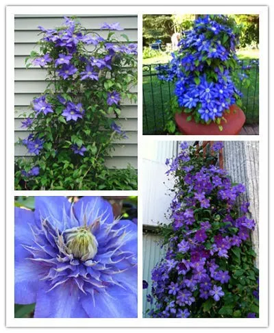 گیاه کلماتیس کاراکاسانا (Clematis)نام علمی: (Clematis)