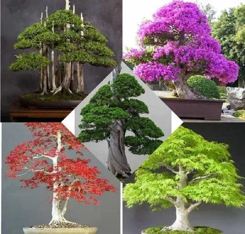 گیاهان مناسب برای هدیه به آقایانPlants suitable as gifts for men
مجموعه تولیدی سیدوس ,تولید کننده گلدان پلاستیکی سیدوس ,بیش از 120نوع, اعم از گلدان استوانه ای پلاستیکی سیدوس,گلدان الماسی پلاستیکی سیدوس,گلدان مربعی پلاستیکی,گلدان مثلثی پلاستیکی,گلدان گرد پلاستیکی ,باکس مستطیلی,در اندازه های کاکتوسی تا درختچه ای
