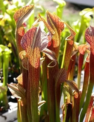 گیاهان گوشتخوار (به انگلیسی: Carnivorous plants )،با فتوسنتز انرژی تولید می‌کنند.مجموعه تولیدی سیدوس ,تولید کننده گلدان پلاستیکی سیدوس ,بیش از 120نوع, اعم از گلدان استوانه ای پلاستیکی سیدوس,گلدان الماسی پلاستیکی سیدوس,گلدان مربعی پلاستیکی,گلدان مثلثی پلاستیکی,گلدان گرد پلاستیکی ,باکس مستطیلی,در اندازه های کاکتوسی تا درختچه ای