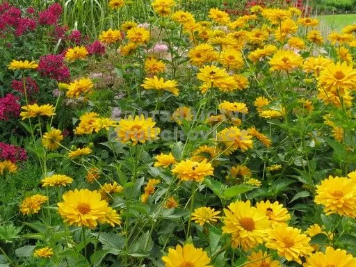 Biddy leaf sunflower and Sidoos plastic vaseگل آفتابگردان برگ بیدی وگلدان پلاستیکی سیدوس