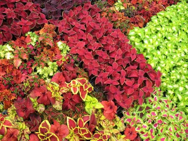 گل های بهاری وتابستانی مناسب باغچه (37گونه)Spring and summer flowers suitable for the garden (37 (species) مجموعه تولیدی سیدوس , تولید کننده گلدان های پلاستیکی سیدوس