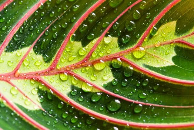 گل مارانتاخانواده Marantaceae
نام علمي Maranta Leuconeura erythroneura
مجموعه تولیدی سیدوس تولید کننده گلدان پلاستیکی سیدوس