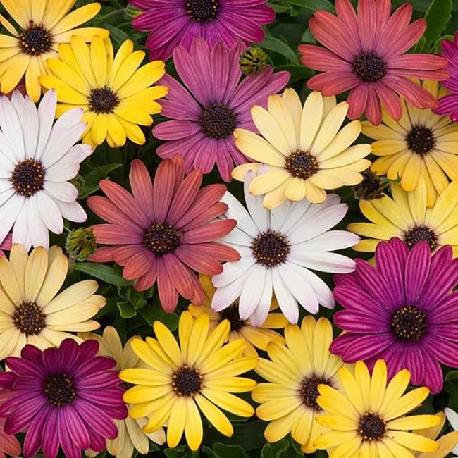 Osteospermum plantگیاه استئوسپرموم
