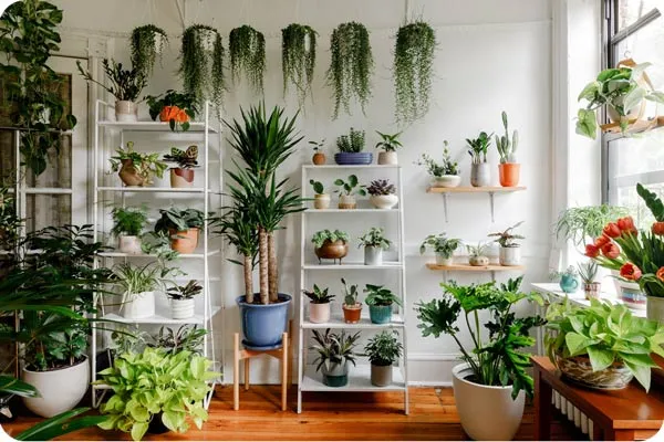 دکوراسیون با چیدمان گلدان گیاهان آپارتمانیDecoration with arrangement of potted houseplants
گلدان پلاستیکی  Plastic pot,  plastic vase مجموعه تولیدی سیدوس ,تولید کننده گلدان پلاستیکی سیدوس ,بیش از 120نوع, اعم از گلدان استوانه ای پلاستیکی سیدوس,گلدان الماسی پلاستیکی سیدوس,گلدان مربعی پلاستیکی,گلدان مثلثی پلاستیکی,گلدان گرد پلاستیکی ,باکس مستطیلی,در اندازه های کاکتوسی تا درختچه ای