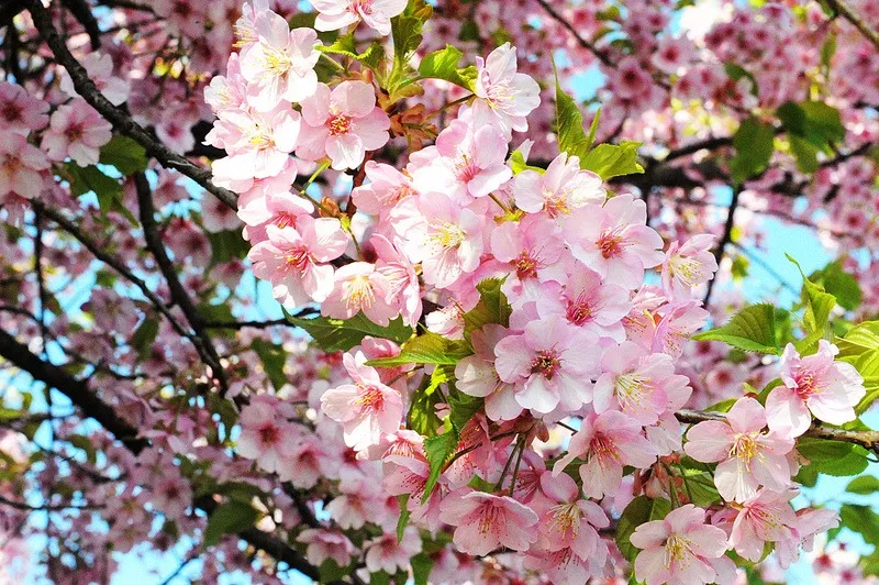 گل های بهاری وتابستانی مناسب باغچه (37گونه)Spring and summer flowers suitable for the garden (37 (species) مجموعه تولیدی سیدوس , تولید کننده گلدان های پلاستیکی سیدوس