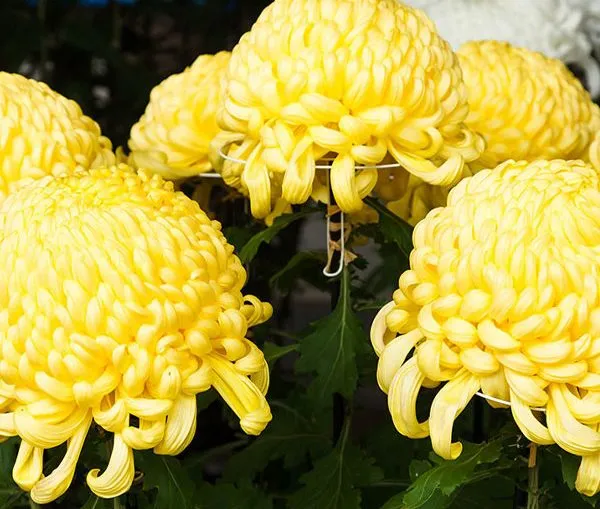 گل داوودی Chrysanthemum مجموعه تولیدی سیدوس,تولید کننده گلدان پلاستیکی سیدوس
