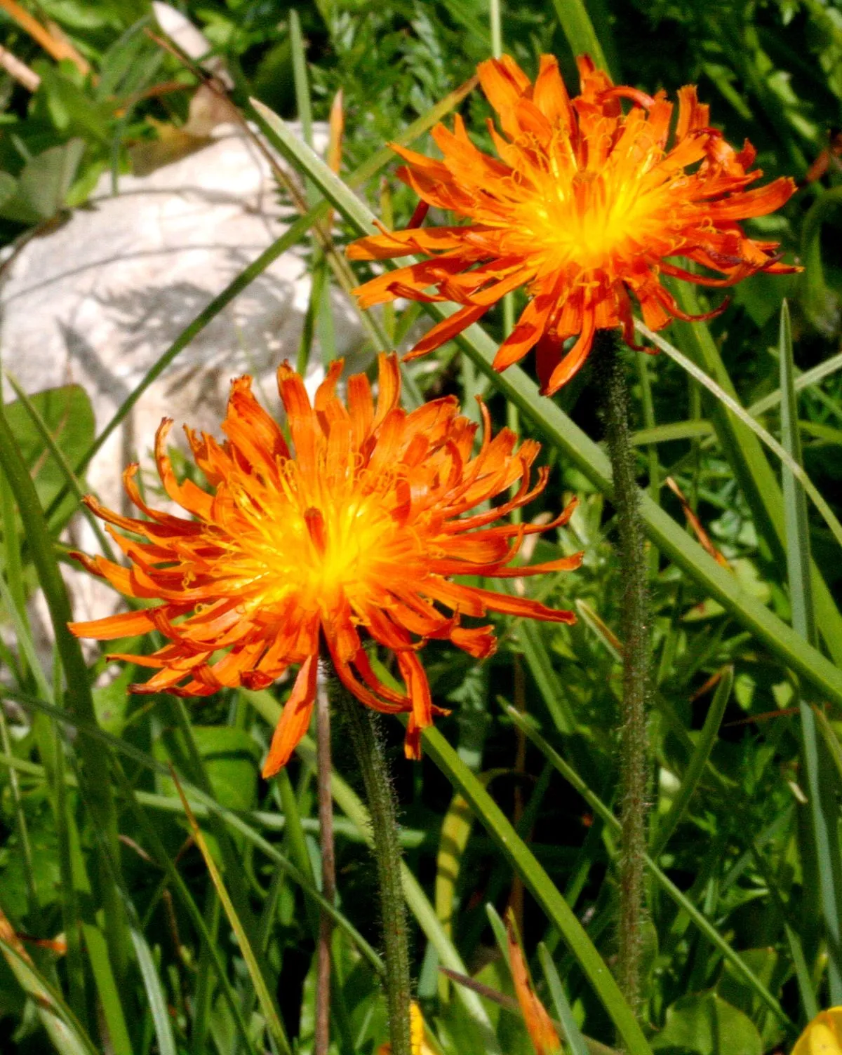 گل ریش قوش طلایی,Crepis aurea,Asteraceae
گل ریش شاهین با ظاهری شبیه قاصدک
مجموعه تولیدی سیدوس ,تولید کننده گلدان پلاستیکی سیدوس
