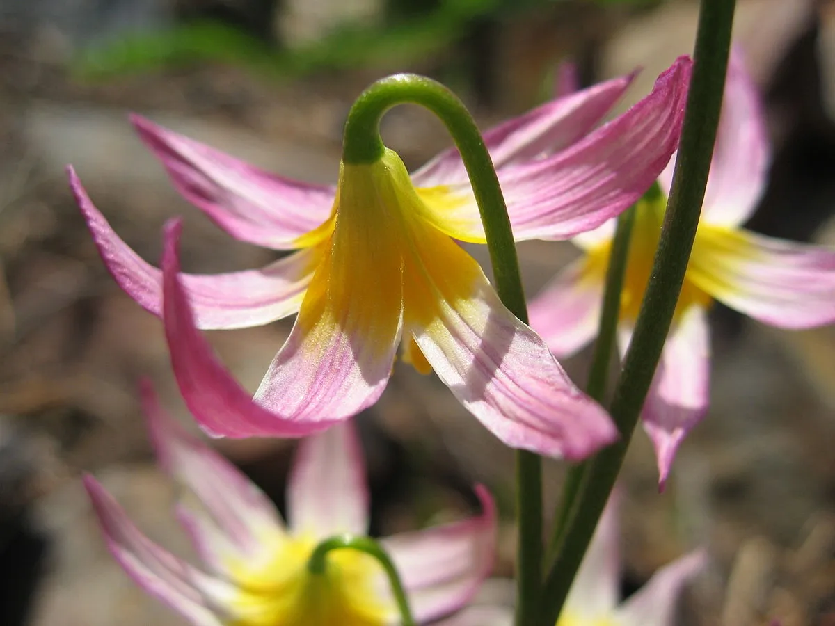 گل اریترونیومس Erythronium japonicum مجموعه تولیدی سیدوس تولید کننده گلدان پلاستیکی سیدوس
