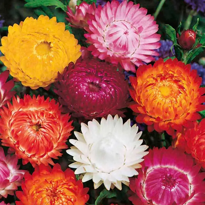 گل جاوید/ گل بی‌مرگ (Everlasting Flower)نام علمی: (Helichrysum bracteatum)