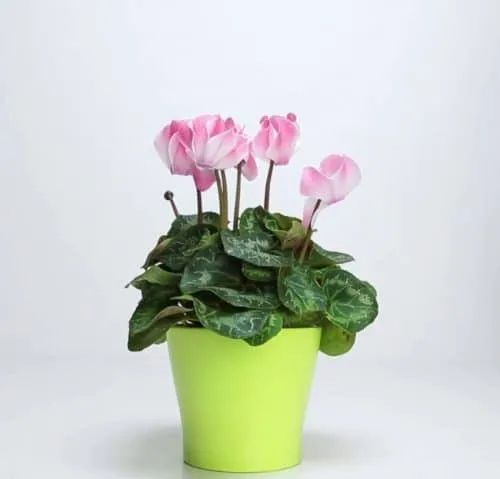 احیای گیاهان آپارتمانی پژمرده با کود خانگیRevive wilted houseplants with homemade fertilizer
مجموعه تولیدی سیدوس ,تولید کننده گلدان پلاستیکی سیدوس ,بیش از 120نوع, اعم از گلدان استوانه ای پلاستیکی سیدوس,گلدان الماسی پلاستیکی سیدوس,گلدان مربعی پلاستیکی,گلدان مثلثی پلاستیکی,گلدان گرد پلاستیکی ,باکس مستطیلی,در اندازه های کاکتوسی تا درختچه ای