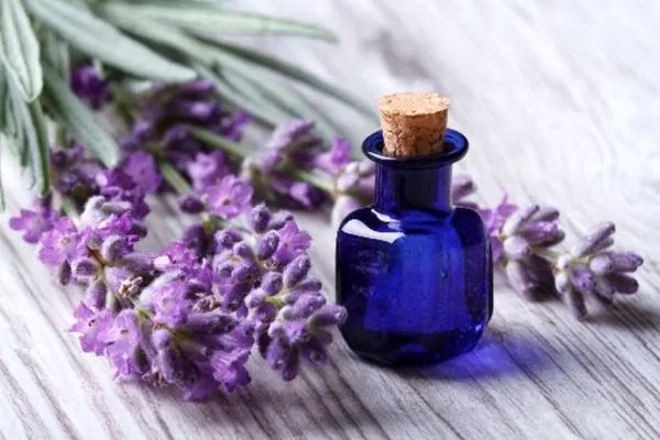 Lavender in Sidoos plastic vase production setاسطوخودوس در مجموعه تولیدی گلدان پلاستیکی سیدوس