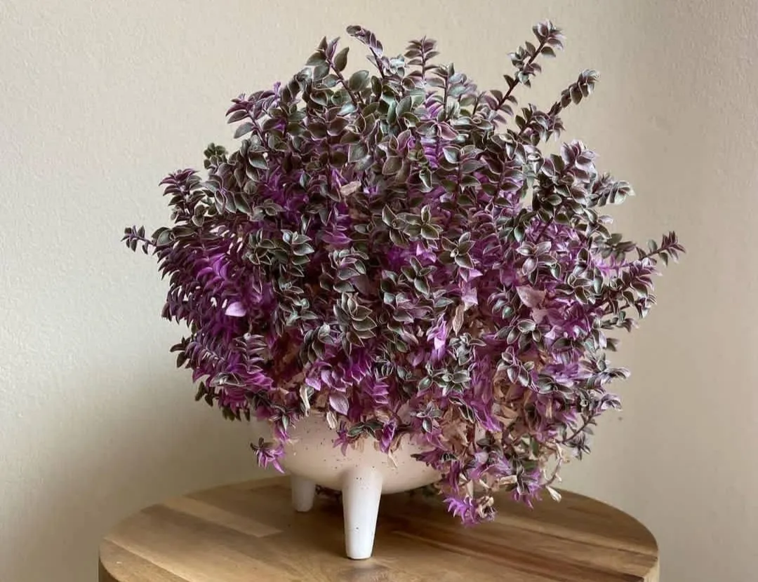 The bidi leaf flower (60 species) is beautiful in Sidoos plastic pot گل برگ بیدی (60گونه) در گلدان پلاستیکی سیدوس زیباست