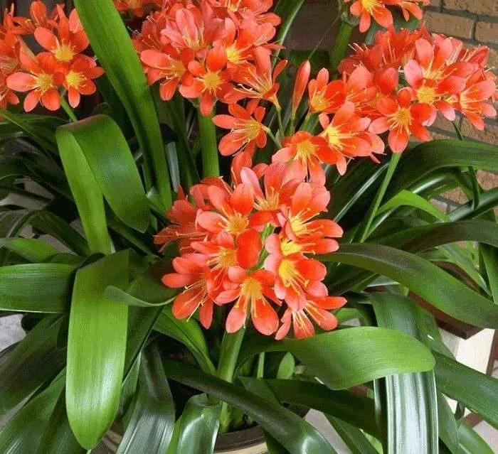 گل خورشیدی با نام انگلیسی Kaffir Lily یا Bush lily و نام علمی Clivia miniata شناخته می شود. این گل زیبا از خانواده ی Amaryllidacea بوده و موطن اصلی آن آفریقای جنوبی است گل خورشیدی در گلدان پلاستیکی سیدوس بسیار جذاب است.