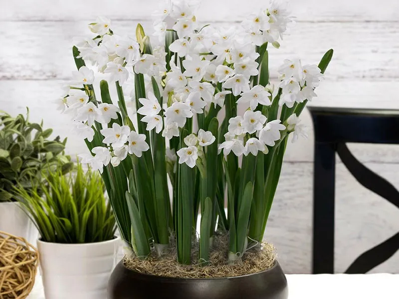 گل نرگس در مجموعه تولیدی گلدان پلاستیکی سیدوسNarcissus flower in Sidoos plastic vase collection