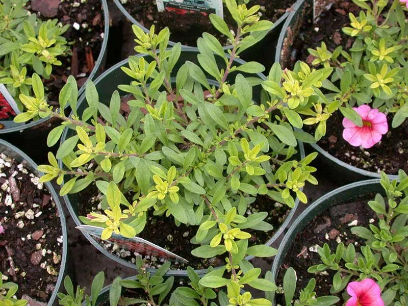 کمبود آهن وعلائم آنIron-deficiency-in-plants-and-its-symptoms
مجموعه تولیدی سیدوس تولید کننده گلدان پلاستیکی سیدوس