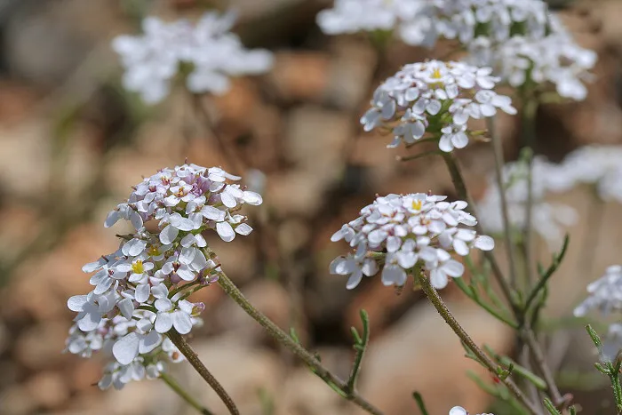گل ایبریس نام انگلیسی : IBERIS AMARA خانواده : BRASSICACEAE (شب بوها یا چلیپائیان) مجموعه تولیدی سیدوس تولید کننده گلدان پلاستیکی سیدوس تدوین:مینو غفوری ساداتیهآدرس اینستاگرام:gooldono.stand.sidoos@

<p>تلفن:09308743868</p>

<p>