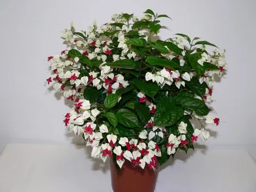 یاس معین التجار یا کلرودندروننام انگلیسی : CLERODENDRUM THOMSONIAE خانواده :   VERBENACEAE  – شاه‌پسند مجموعه تولیدی سیدوس ,تولید کننده گلدان پلاستیکی سیدوس