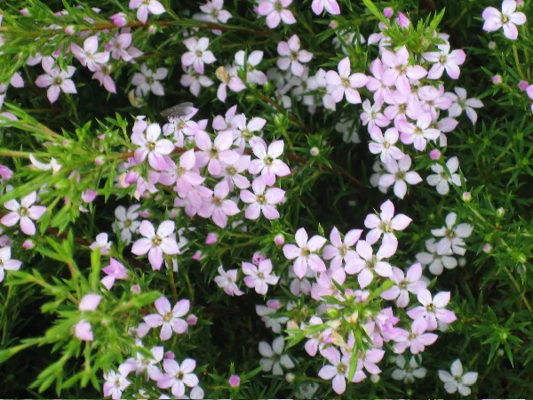 گیاه Bluetنام علمی: (Houstonia caerulea)