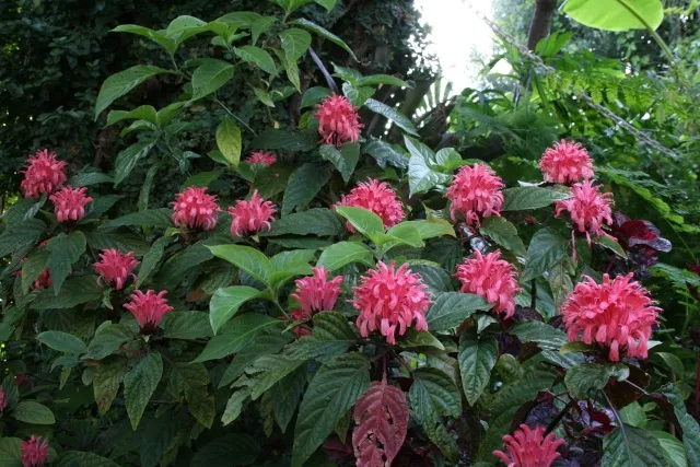 گل فلامینگو/جوستی سیا و گیاه مشعلی (Brazilian Plume)نام علمی: (Justica carnea)