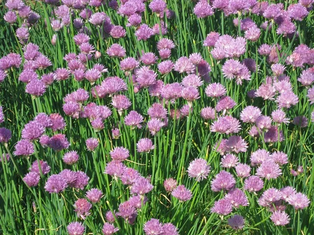 Armeria Juniperifoliaگلدان پلاستیکی سیدوس و گل آرمریا 