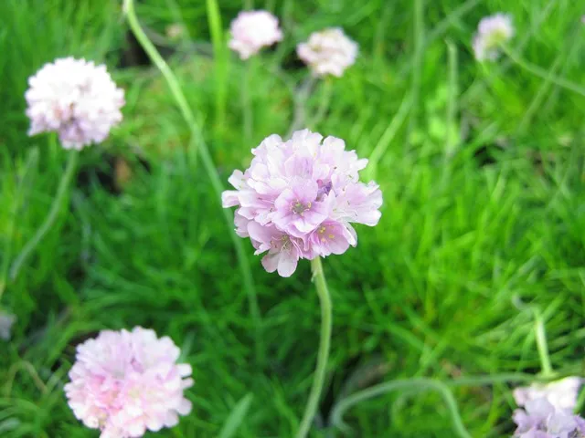 Armeria Juniperifolia گلدان پلاستیکی سیدوس و گل آرمریا
