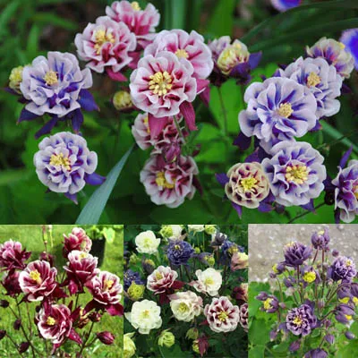 گل تاج الملوکAquilegia vulgaris Nora Barlow مجموعه تولیدی سیدوس ,تولید کننده گلدان پلاستیکی سیدوس وشیلنگ آب وشیلنگ گاز وشیلنگ کولری ومحصولات پلاسکویی مانند چاقو تیز کن پوست کن,َ