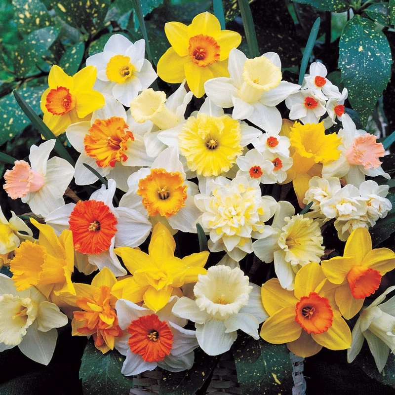 گل های بهاری مناسب نوروز Spring flowers suitable for Nowruz (10 flowers) مجموعه تولیدی سیدوس , تولید کننده گلدان پلاستیکی سیدوس