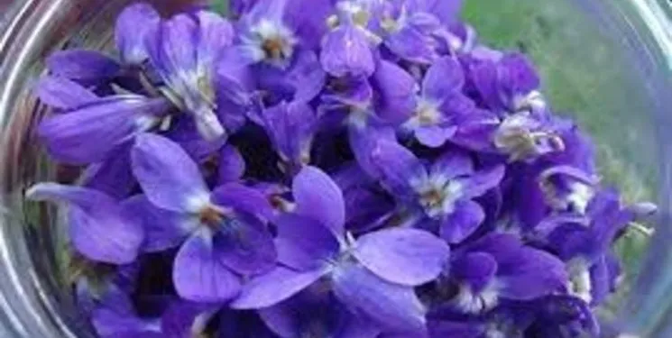 گل پنیرک,Mallow نام علمی پنیرک Malva sylvestris تریندینگ، آفتاب‌پرست، خورپرست، ختمی پنیرک و آفتاب‌گردک cheeses ، high mallow ، tall mallow ************* مجموعه تولیدی سیدوس ,تولید کننده گلدان پلاستیکی سیدوس
