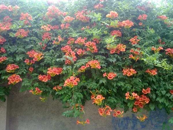 گیاه پیچ اناری (Trumpt Vine)نام علمی: (Campsis radicans)