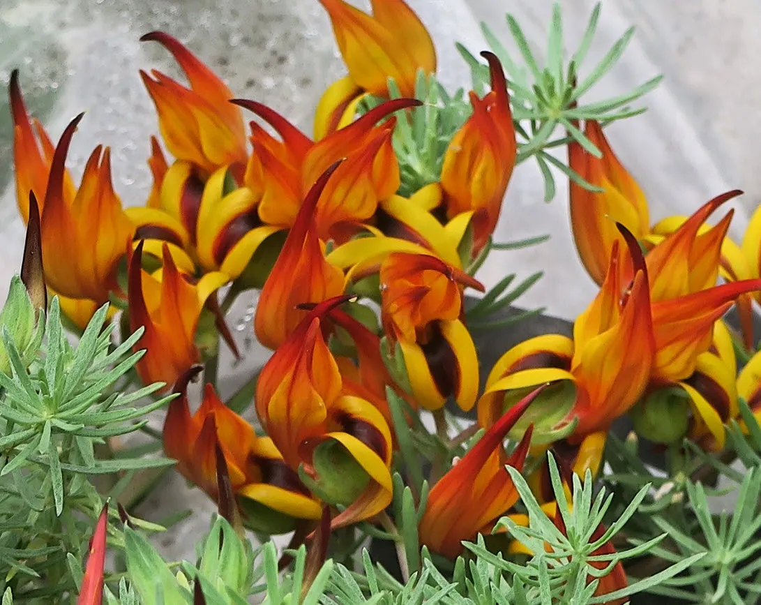 گل طوطی منقار (Parrots Beak)نام علمی: (Lotus berthelotii)