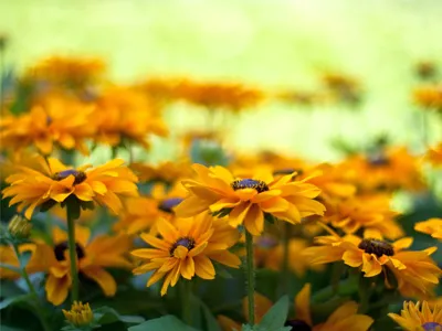 گل های بهاری وتابستانی مناسب باغچه (37گونه)Spring and summer flowers suitable for the garden (37 (species) مجموعه تولیدی سیدوس , تولید کننده گلدان های پلاستیکی سیدوس