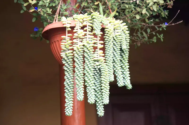 ساکولنت های مشهورFamous succulents
مجموعه تولیدی سیدوس ,تولید کننده گلدان پلاستیکی سیدوس ,بیش از 120نوع, اعم از گلدان استوانه ای پلاستیکی سیدوس,گلدان الماسی پلاستیکی سیدوس,گلدان مربعی پلاستیکی,گلدان مثلثی پلاستیکی,گلدان گرد پلاستیکی ,باکس مستطیلی,در اندازه های کاکتوسی تا درختچه ای
