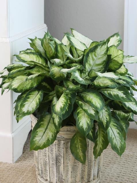Dieffenbachia