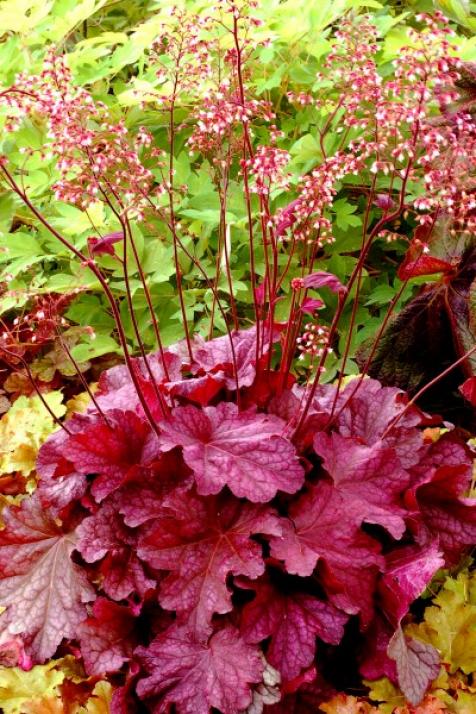 ۱-ریشه زاج امریکایی (Coral Bells)