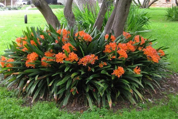 گل خورشیدی با نام انگلیسی Kaffir Lily یا Bush lily و نام علمی Clivia miniata شناخته می شود. این گل زیبا از خانواده ی Amaryllidacea بوده و موطن اصلی آن آفریقای جنوبی استگل خورشیدی در گلدان پلاستیکی سیدوس بسیار جذاب است.
