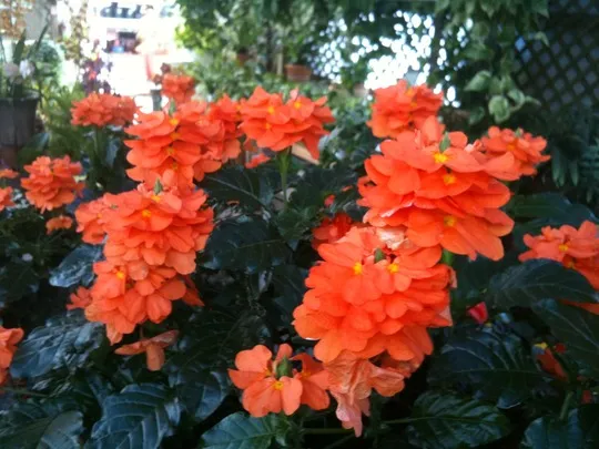 گیاه کرساندار (Firecracker Flower)نام علمی: (Justicia rizzinii)