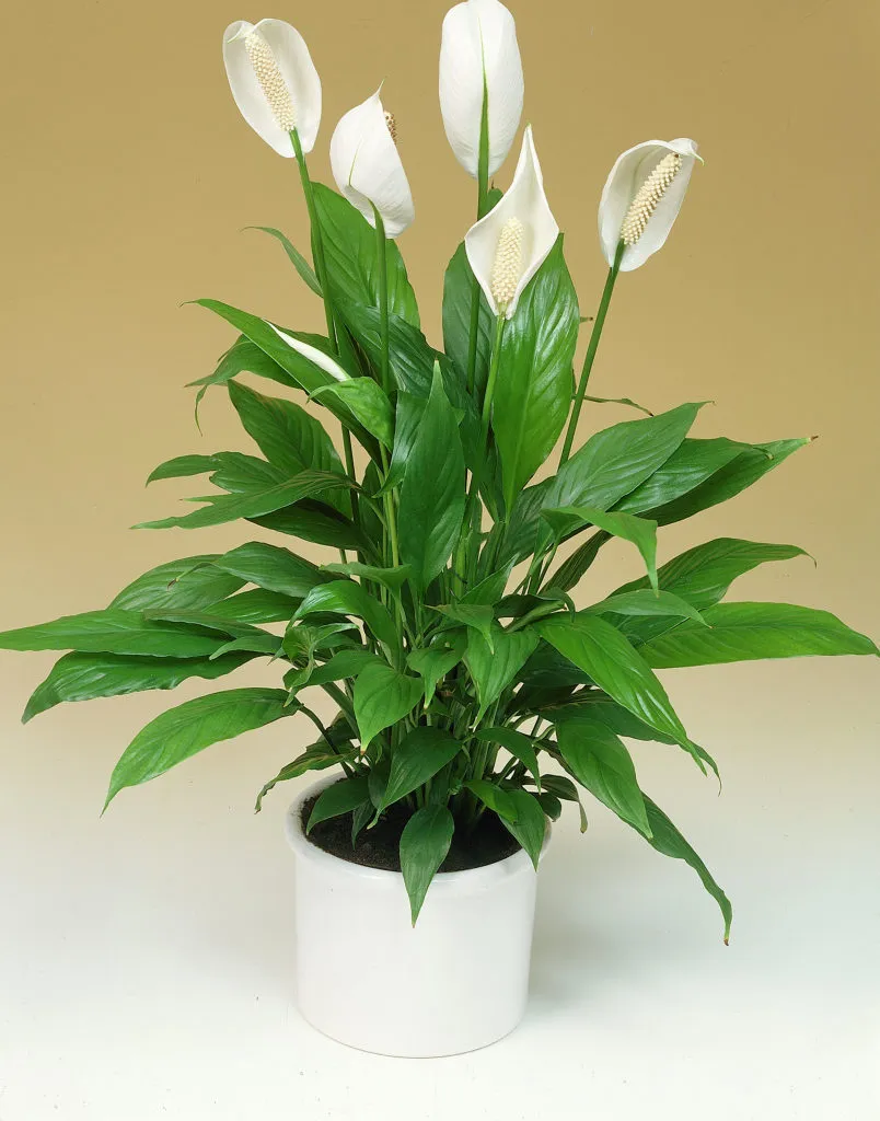 گیاهان مناسب برای هدیه به آقایانPlants suitable as gifts for men
مجموعه تولیدی سیدوس ,تولید کننده گلدان پلاستیکی سیدوس ,بیش از 120نوع, اعم از گلدان استوانه ای پلاستیکی سیدوس,گلدان الماسی پلاستیکی سیدوس,گلدان مربعی پلاستیکی,گلدان مثلثی پلاستیکی,گلدان گرد پلاستیکی ,باکس مستطیلی,در اندازه های کاکتوسی تا درختچه ای

