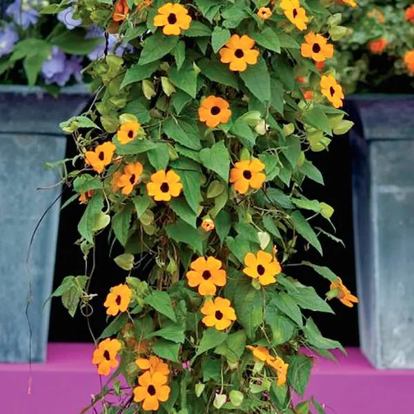 گیاه تونبرگیا (King Mantle)نام علمی: (Thunbergia erecta)