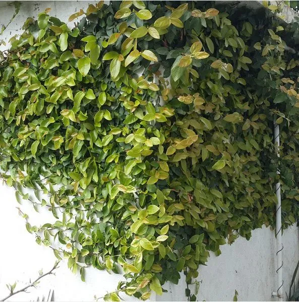 گیاه انجیر چسب یا Ficus pumila یا  creeping figمجموعه تولیدی سیدوس ,تولید کننده گلدان پلاستیکی سیدوس ,بیش از 120نوع, اعم از گلدان استوانه ای پلاستیکی سیدوس,گلدان الماسی پلاستیکی سیدوس,گلدان مربعی پلاستیکی,گلدان مثلثی پلاستیکی,گلدان گرد پلاستیکی ,باکس مستطیلی,در اندازه های کاکتوسی تا درختچه ای