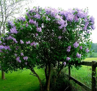 یاس خوشه ای,Syringa vulgarisمجموعه تولیدی گلدان پلاستیکی سیدوس