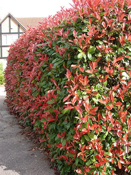 گیاهان بلند قامت مناسب حفظ حریم خصوصی Tall plants for privacy
مجموعه تولیدی سیدوس ,تولید کننده گلدان پلاستیکی سیدوس ,بیش از 120نوع, اعم از گلدان استوانه ای پلاستیکی سیدوس,گلدان الماسی پلاستیکی سیدوس,گلدان مربعی پلاستیکی,گلدان مثلثی پلاستیکی,گلدان گرد پلاستیکی ,باکس مستطیلی,در اندازه های کاکتوسی تا درختچه ای. 