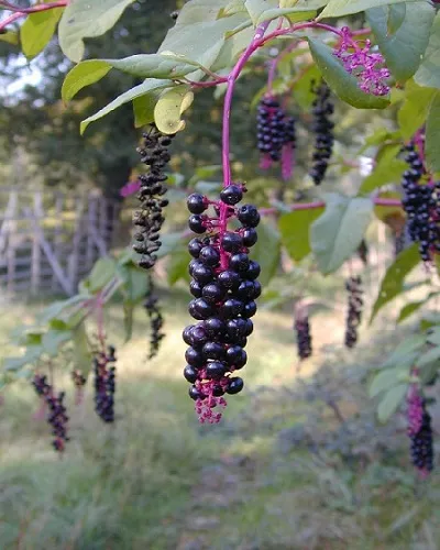 گل فیتولاکا   (سرخ بر) سرخاب کولیPhytolacca acinosa ,
 Phytolaccaceae
مجموعه تولیدی سیدوس تولید کننده گلدان پلاستیکی سیدوس