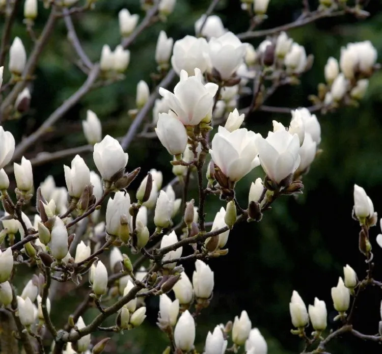 گل ماگنولیا(Magnolia) گلدان پلاستیکی سیدوسَ