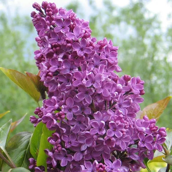 یاس خوشه ای,Syringa vulgarisمجموعه تولیدی گلدان پلاستیکی سیدوس