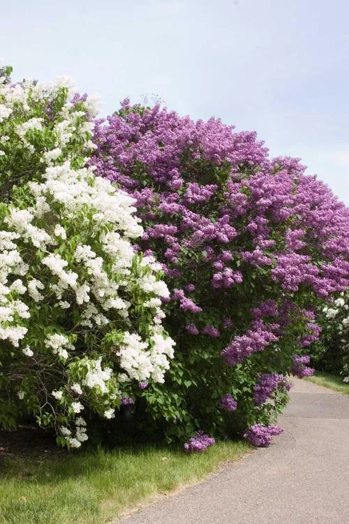 یاس خوشه ای,Syringa vulgarisمجموعه تولیدی گلدان پلاستیکی سیدوس